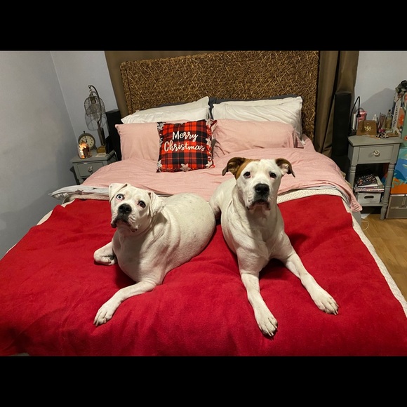 Meet your Posher, Telesa - Picture 1 of 7